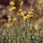  Liliane Roubaudi - Helichrysum italicum (Roth) G.Don [1830]