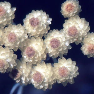 Helichrysum orientale (L.) Gaertn. (Immortelle d'Orient)