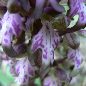 Photographie n°2137894 du taxon Himantoglossum robertianum (Loisel.) P.Delforge [1999]