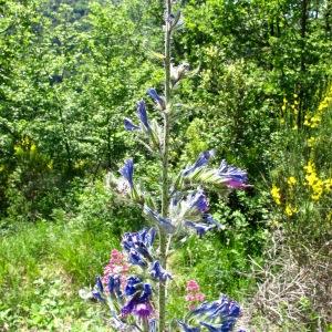 Photographie n°2137919 du taxon Echium vulgare L. [1753]