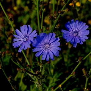 Photographie n°2137928 du taxon Cichorium intybus L. [1753]