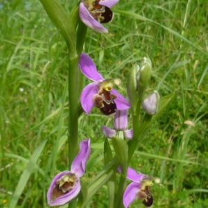 Photographie n°2137939 du taxon Ophrys apifera Huds. [1762]
