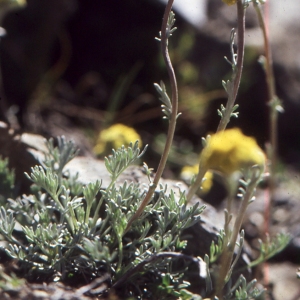 Photographie n°2137950 du taxon Artemisia borealis Pall. [1776]