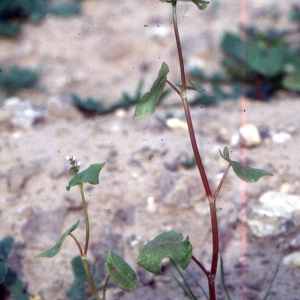 Photographie n°2137952 du taxon Fagopyrum esculentum Moench [1794]