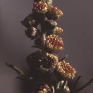 Artemisia borealis Pall. (Armoise boréale)