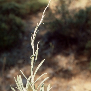 Photographie n°2137957 du taxon Helichrysum stoechas (L.) Moench [1794]