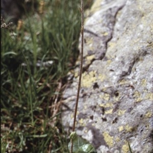 Photographie n°2137960 du taxon Homogyne alpina (L.) Cass. [1821]