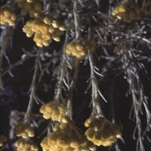 Photographie n°2137962 du taxon Helichrysum stoechas (L.) Moench [1794]