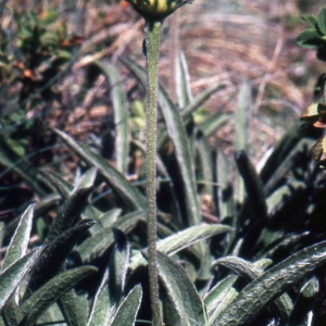 Photographie n°2137979 du taxon Inula montana L. [1753]