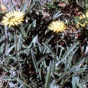 Photographie n°2137980 du taxon Inula montana L. [1753]