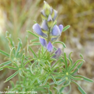 Photographie n°2138000 du taxon Lupinus angustifolius subsp. reticulatus (Desv.) Arcang. [1882]