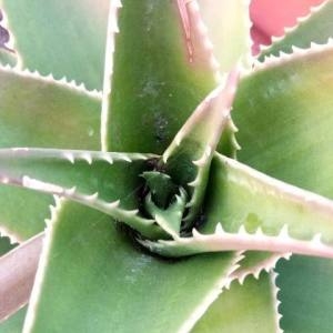 Photographie n°2138006 du taxon Aloe arborescens Mill. [1768]