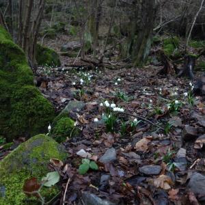 Photographie n°2138007 du taxon Leucojum vernum L. [1753]