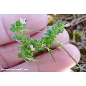 Lotus conimbricensis Brot. (Lotier de Coïmbre)