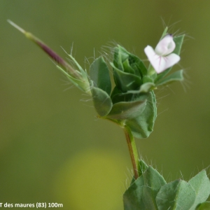  - Lotus conimbricensis Brot. [1800]