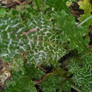 Photographie n°2138030 du taxon Silybum marianum (L.) Gaertn. [1791]