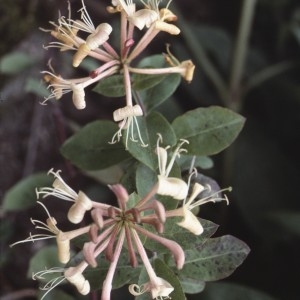 Photographie n°2138047 du taxon Lonicera periclymenum L. [1753]