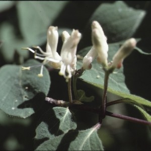 Photographie n°2138053 du taxon Lonicera xylosteum L. [1753]