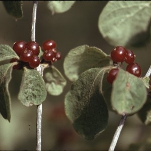 Photographie n°2138054 du taxon Lonicera xylosteum L. [1753]
