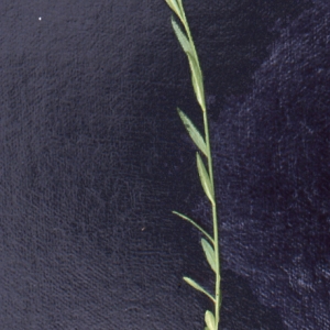 Photographie n°2138067 du taxon Polygala alpestris Rchb. [1823]