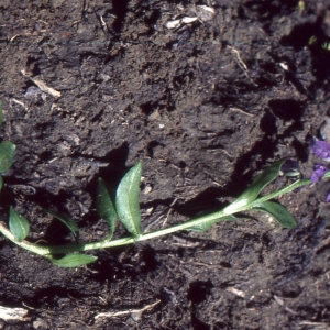 Photographie n°2138068 du taxon Polygala alpestris Rchb. [1823]