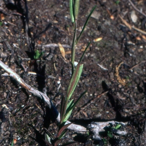 Photographie n°2138070 du taxon Polygala vulgaris L. [1753]