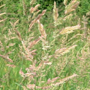 Photographie n°2138074 du taxon Agrostis gigantea Roth [1788]