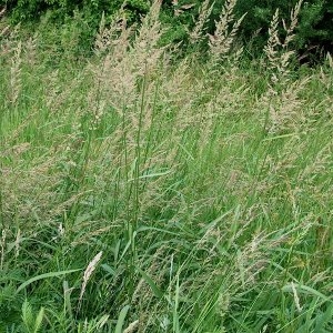 Photographie n°2138075 du taxon Agrostis gigantea Roth [1788]