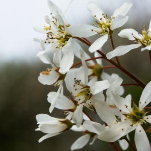 Photographie n°2138081 du taxon Amelanchier ovalis Medik. [1793]