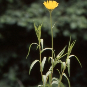 Photographie n°2138106 du taxon Buphthalmum salicifolium L. [1753]