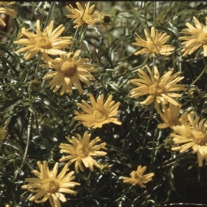 Photographie n°2138109 du taxon Buphthalmum salicifolium L. [1753]