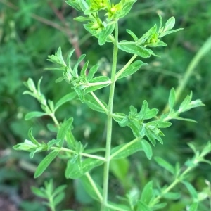 Photographie n°2138118 du taxon Hypericum perforatum L. [1753]
