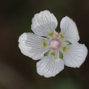 Photographie n°2138119 du taxon Parnassia palustris L. [1753]