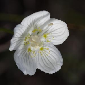 Photographie n°2138120 du taxon Parnassia palustris L. [1753]