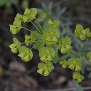 Photographie n°2138121 du taxon Euphorbia amygdaloides L.