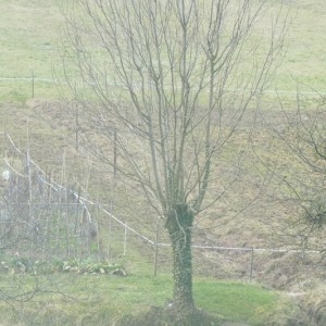 Photographie n°2138174 du taxon Fraxinus excelsior L. [1753]