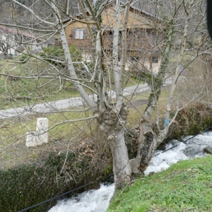 Photographie n°2138194 du taxon Fraxinus excelsior L. [1753]