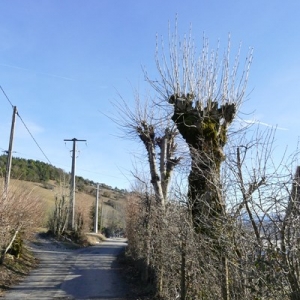 Photographie n°2138207 du taxon Fraxinus excelsior L. [1753]