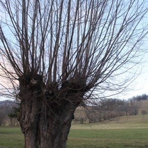 Photographie n°2138211 du taxon Salix alba L. [1753]