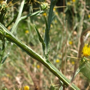 Photographie n°2138256 du taxon Centaurea solstitialis L. [1753]