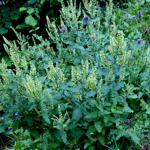 Photographie n°2138278 du taxon Teucrium scorodonia L. [1753]