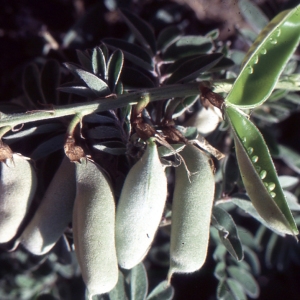  - Astragalus lusitanicus Lam. [1783]