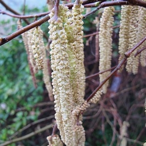 Photographie n°2138391 du taxon Corylus avellana L. [1753]