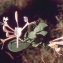  Liliane Roubaudi - Lonicera periclymenum L. [1753]