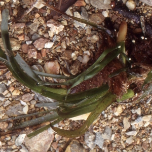 Photographie n°2138498 du taxon Posidonia oceanica (L.) Delile [1813]