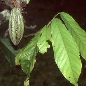 Theobroma cacao L. (Cacao)