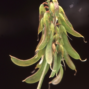 Photographie n°2138502 du taxon Trigonella esculenta Willd. [1809]