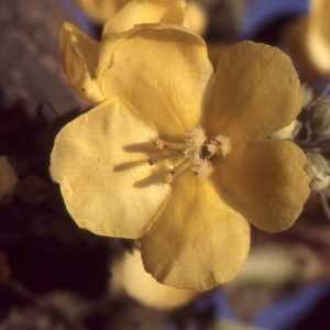 Photographie n°2138503 du taxon Verbascum phlomoides L. [1753]