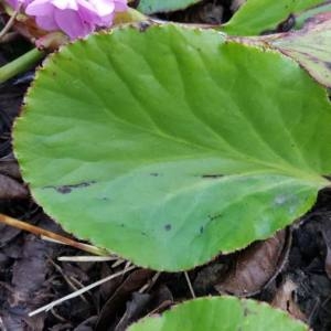 Photographie n°2138539 du taxon Bergenia crassifolia (L.) Fritsch [1889]