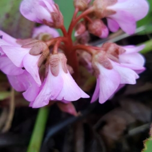 Photographie n°2138540 du taxon Bergenia crassifolia (L.) Fritsch [1889]